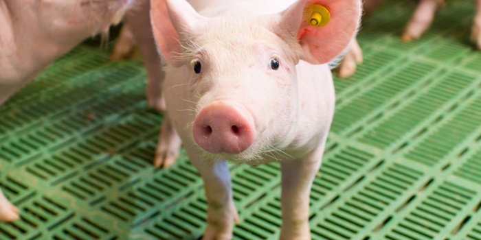 In vitro fehérjeemészthetőségi vizsgálatokra épülő folyékony prestarter takarmányozási koncepció